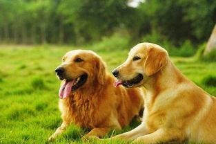 金毛和姐姐娱乐吃瓜酱,娱乐吃瓜酱的趣味日常